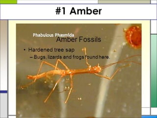 #1 Amber
 
