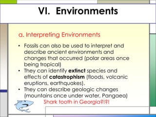 VI. Environments
a. Interpreting Environments
• Fossils can also be used to interpret and
describe ancient environments and
changes that occurred (polar areas once
being tropical)
• They can identify extinct species and
effects of catastrophism (floods, volcanic
eruptions, earthquakes).
• They can describe geologic changes
(mountains once under water, Pangaea)
Shark tooth in Georgia?!?!
 