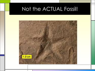 Not the ACTUAL Fossil!
 
