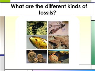 What are the different kinds of
fossils?
 