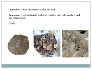 Grapholites – tiny carbon saw blades in a rock
Ammonites – spiral straight shell that contains internal chambers and
has ridge surface

Corals

 