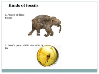 Kinds of fossils
1. Frozen or dried
bodies

2. Fossils preserved in an amber or
tar

 
