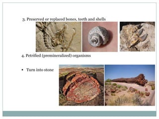 3. Preserved or replaced bones, teeth and shells

4. Petrified (premineralized) organisms
 Turn into stone

 