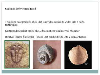 Common invertebrate fossil

Trilobites- 3 segmented shell that is divided across its width into 3 parts
(arthropod)
Gastropods (snails)- spiral shell, does not contain internal chamber

Bivalves (clams & oysters) – shells that can be divide into 2 similar halves

 