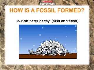 Fossils | PPTX