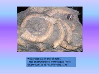Waiparaconus ; an unusual fossil.
These enigmatic fossils from waipara were
long thought to be fossil barnacle stalks
 