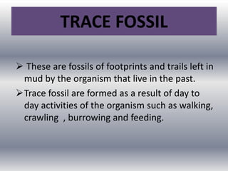 TRACE FOSSIL
 These are fossils of footprints and trails left in
mud by the organism that live in the past.
Trace fossil are formed as a result of day to
day activities of the organism such as walking,
crawling , burrowing and feeding.
 