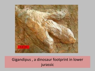 Gigandipus , a dinosaur footprint in lower
jurassic
 