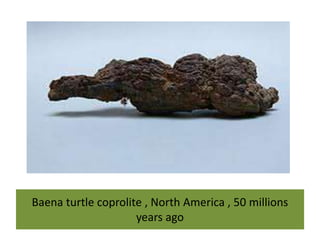 Baena turtle coprolite , North America , 50 millions
years ago
 