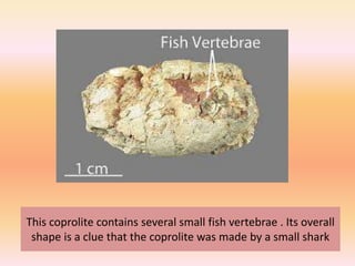 This coprolite contains several small fish vertebrae . Its overall
shape is a clue that the coprolite was made by a small shark
 