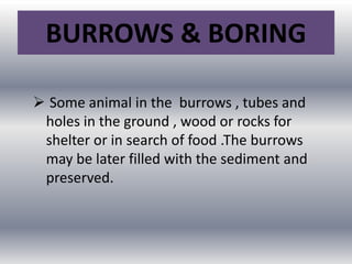 BURROWS & BORING
 Some animal in the burrows , tubes and
holes in the ground , wood or rocks for
shelter or in search of food .The burrows
may be later filled with the sediment and
preserved.
 