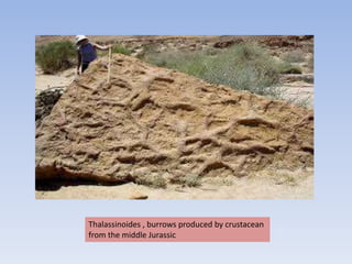 Thalassinoides , burrows produced by crustacean
from the middle Jurassic
 