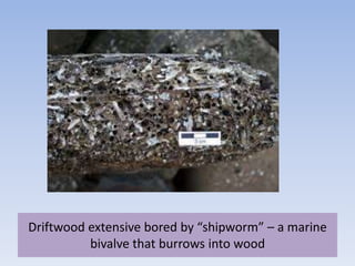 Driftwood extensive bored by “shipworm” – a marine
bivalve that burrows into wood
 