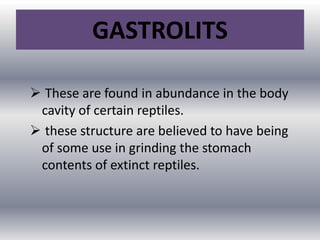 GASTROLITS
 These are found in abundance in the body
cavity of certain reptiles.
 these structure are believed to have being
of some use in grinding the stomach
contents of extinct reptiles.
 