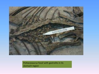 Psittacosaurus fossil with gastrolits in its
stomach region
 