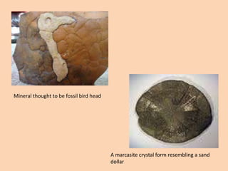 Mineral thought to be fossil bird head
A marcasite crystal form resembling a sand
dollar
 