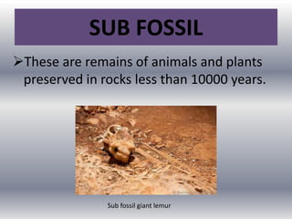 SUB FOSSIL
These are remains of animals and plants
preserved in rocks less than 10000 years.
Sub fossil giant lemur
 