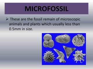 MICROFOSSIL
 These are the fossil remain of microscopic
animals and plants which usually less than
0.5mm in size.
 