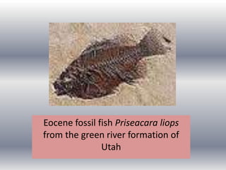 Eocene fossil fish Priseacara liops
from the green river formation of
Utah
 