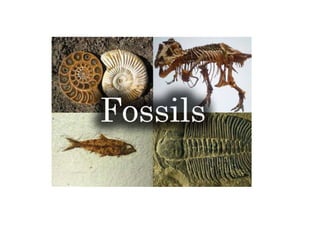 Fossils
