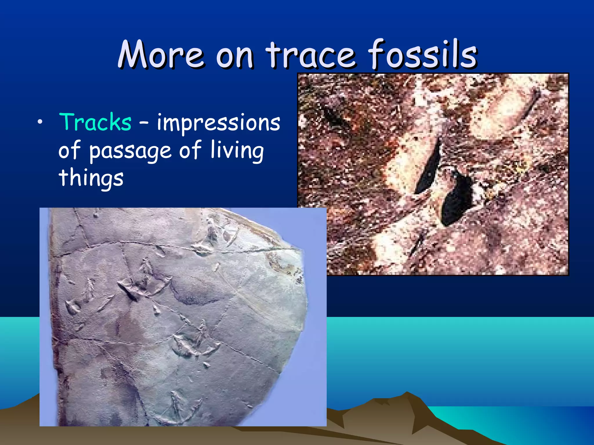 More on trace fossilsMore on trace fossils
• Tracks – impressions
of passage of living
things
 