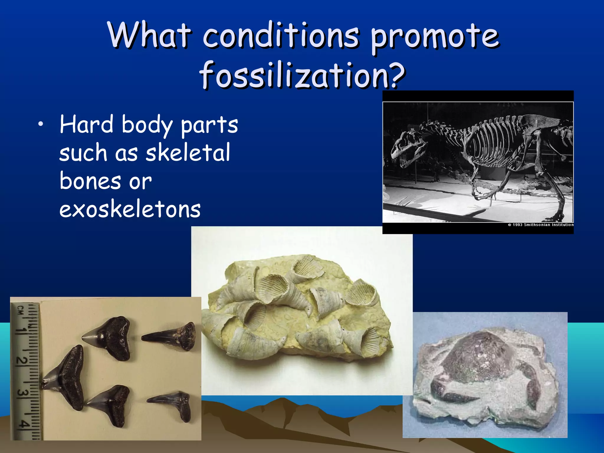 What conditions promoteWhat conditions promote
fossilization?fossilization?
• Hard body parts
such as skeletal
bones or
exoskeletons
 