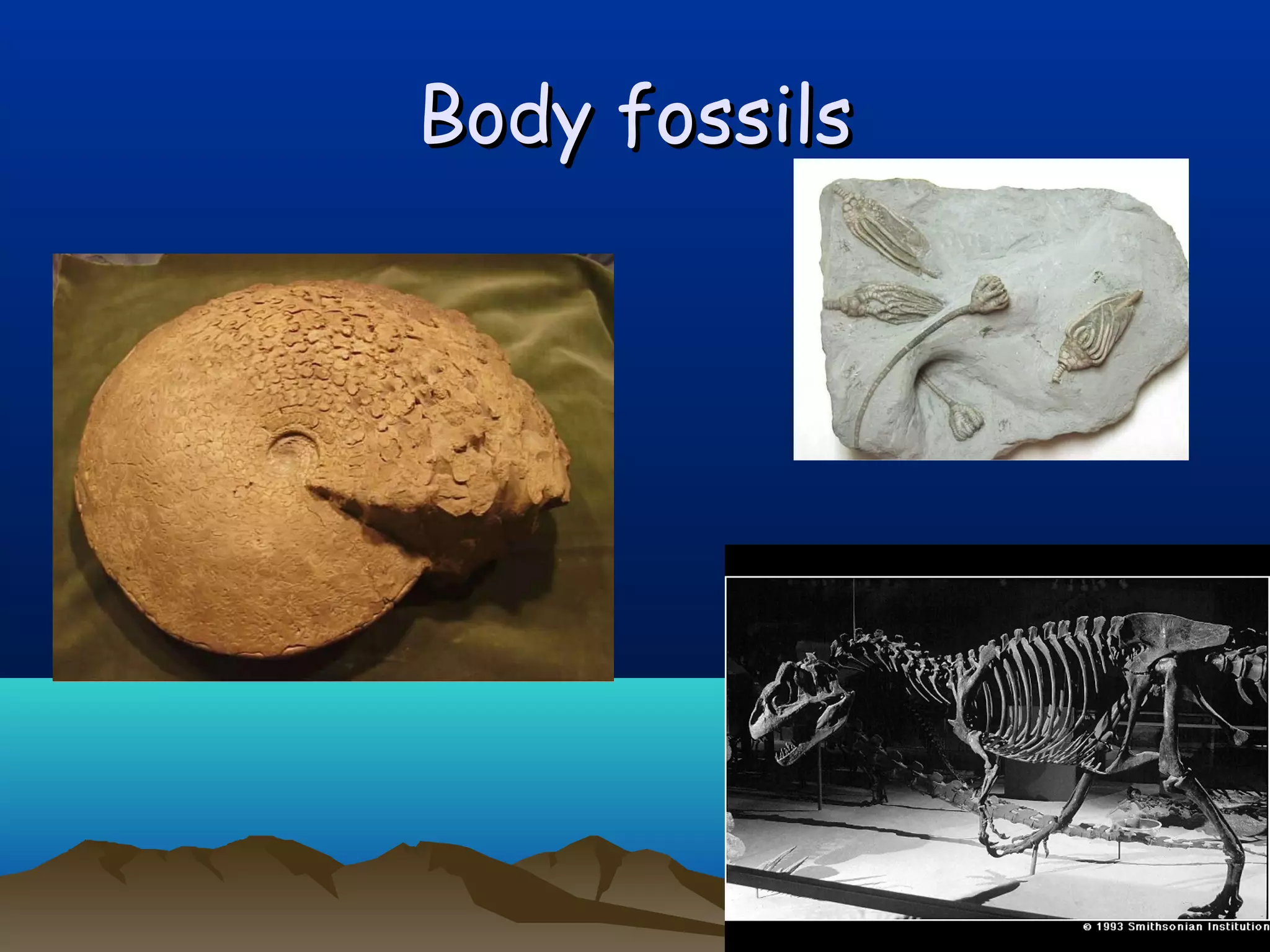 Body fossilsBody fossils
 