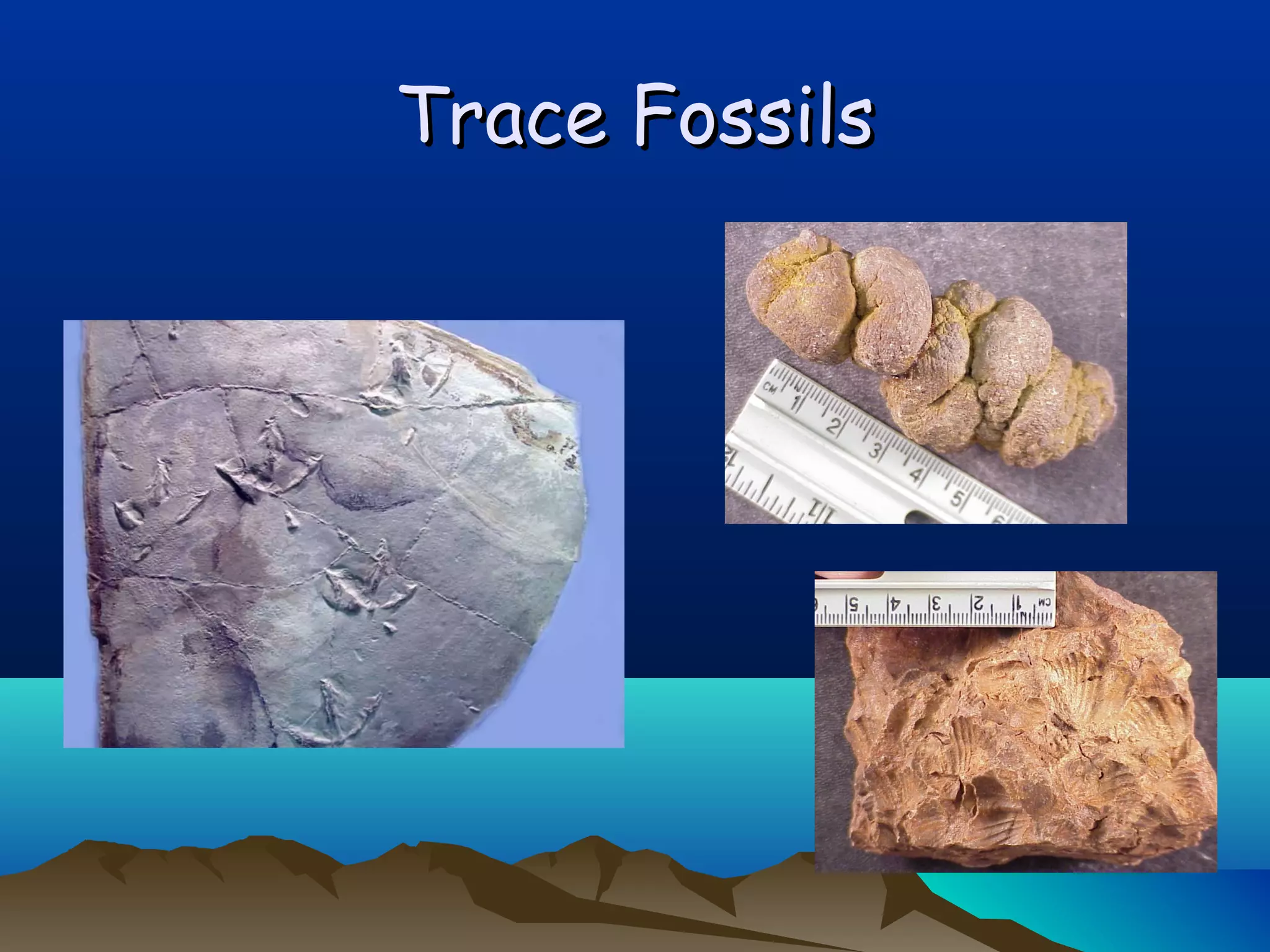 Trace FossilsTrace Fossils
 