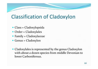 Classification of Cladoxylon
 Class = Cladoxylopsida
 Order = Cladoxylales
Family = Cladoxylaceae Family = Cladoxylaceae
 Genus = Cladoxylon
 Cladoxylales is represented by the genus Cladoxylon
with about a dozen species from middle Devonian to
lower Carboniferous.
10
 