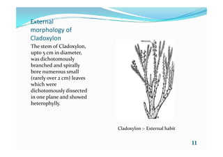 External
morphology of
Cladoxylon
The stem of Cladoxylon,
upto 5 cm in diameter,
was dichotomously
branched and spirally
bore numerous small
(rarely over 2 cm) leaves(rarely over 2 cm) leaves
which were
dichotomously dissected
in one plane and showed
heterophylly.
11
Cladoxylon :- External habit
 