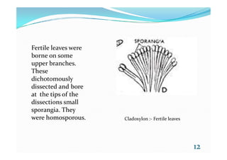 Fertile leaves were
borne on some
upper branches.
These
dichotomouslydichotomously
dissected and bore
at the tips of the
dissections small
sporangia. They
were homosporous.
12
Cladoxylon :- Fertile leaves
 