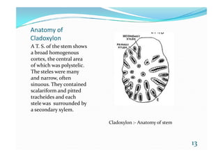 Anatomy of
Cladoxylon
A T. S. of the stem shows
a broad homogenous
cortex, the central area
of which was polystelic.
The steles were many
and narrow, oftenand narrow, often
sinuous. They contained
scalariform and pitted
tracheides and each
stele was surrounded by
a secondary xylem.
13
Cladoxylon :- Anatomy of stem
 