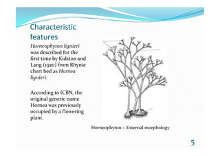 Characteristic
features
Horneophyton lignieri
was described for the
first time by Kidston and
Lang (1920) from Rhynie
chert bed as Hornea
lignieri.lignieri.
According to ICBN, the
original generic name
Hornea was previously
occupied by a flowering
plant.
5
Horneophyton :- External morphology
 