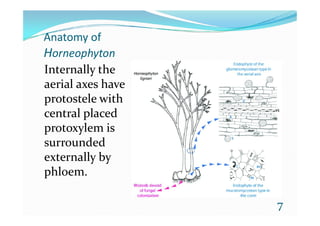 Anatomy of
Horneophyton
Internally the
aerial axes have
protostele with
central placedcentral placed
protoxylem is
surrounded
externally by
phloem.
7
 