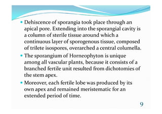  Dehiscence of sporangia took place through an
apical pore. Extending into the sporangial cavity is
a column of sterile tissue around which a
continuous layer of sporogenous tissue, composed
of trilete isospores, overarched a central columella.
 The sporangium of Horneophyton is unique The sporangium of Horneophyton is unique
among all vascular plants, because it consists of a
branched fertile unit resulted from dichotomies of
the stem apex.
 Moreover, each fertile lobe was produced by its
own apex and remained meristematic for an
extended period of time.
9
 