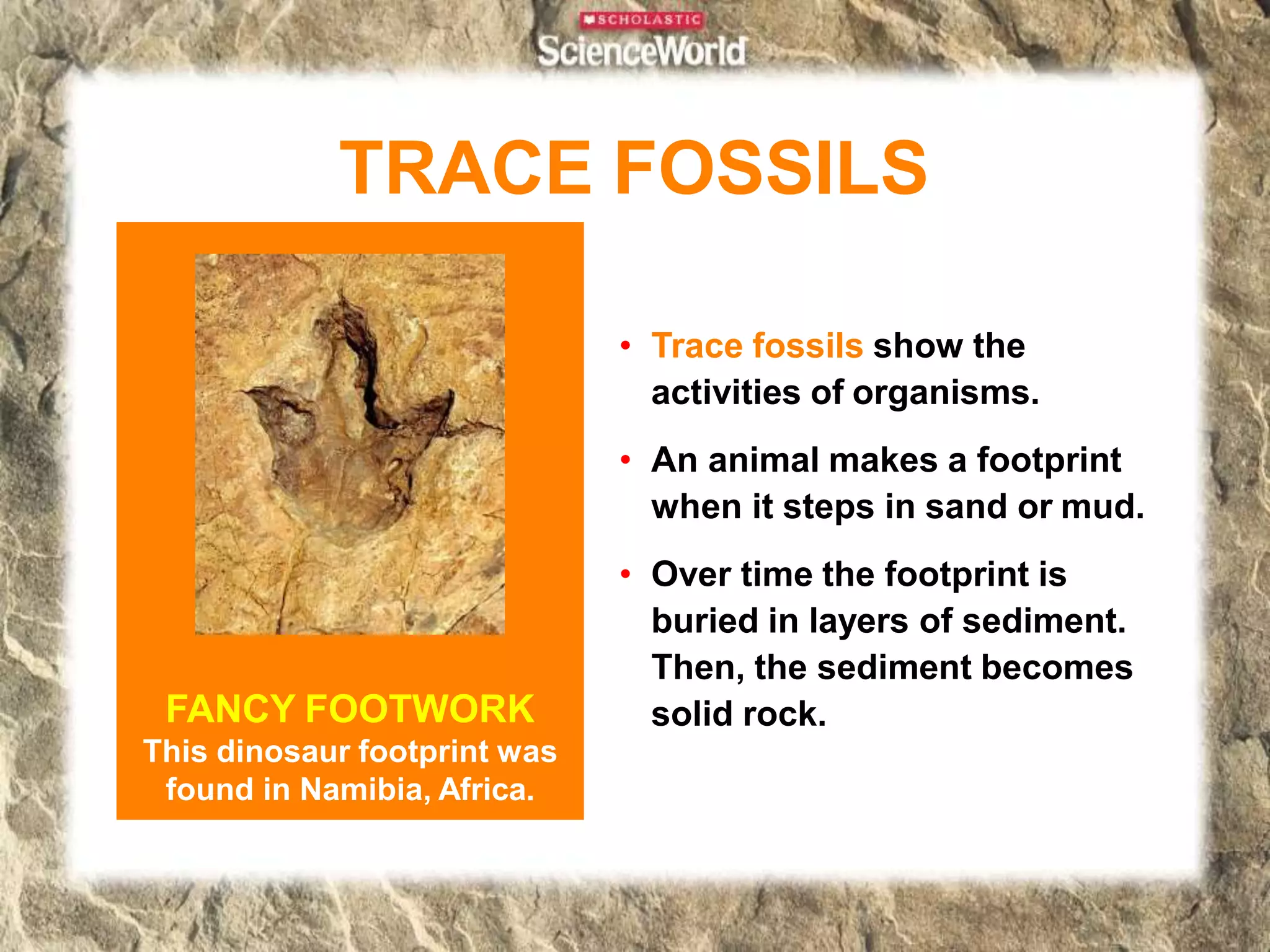 TRACE FOSSILS
• Trace fossils show the
activities of organisms.
• An animal makes a footprint
when it steps in sand or mud.
• Over time the footprint is
buried in layers of sediment.
Then, the sediment becomes
solid rock.
FANCY FOOTWORK
This dinosaur footprint was
found in Namibia, Africa.
 