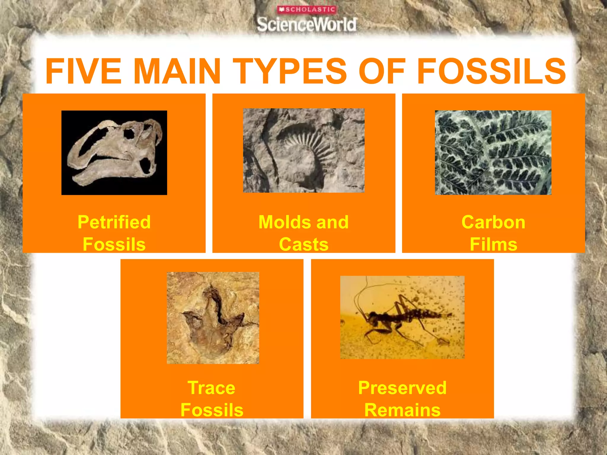 FIVE MAIN TYPES OF FOSSILS
Petrified
Fossils
Molds and
Casts
Carbon
Films
Trace
Fossils
Preserved
Remains
 