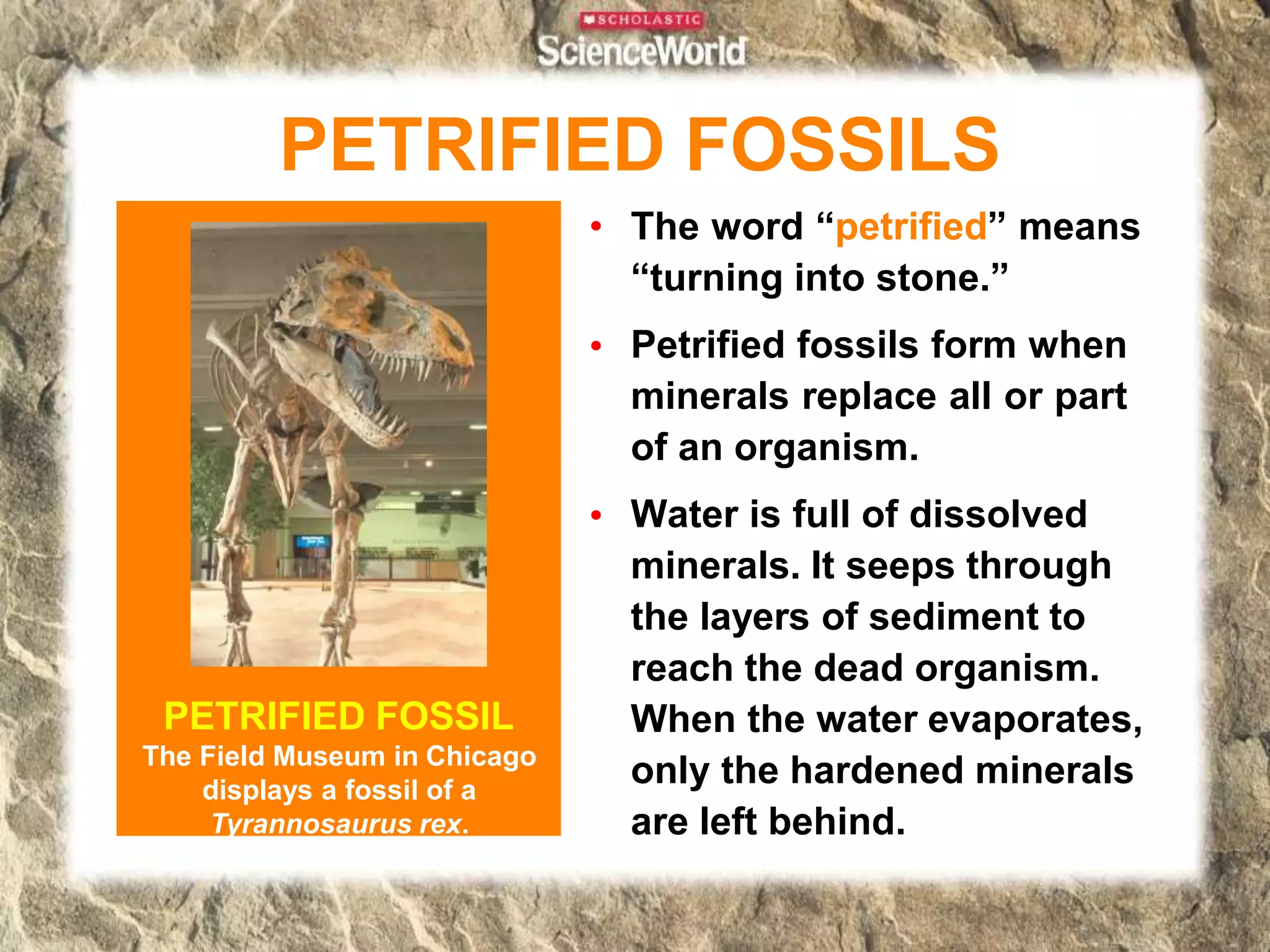 •
•
• The word “petrified” means
“turning into stone.”
Petrified fossils form when
minerals replace all or part
of an organism.
Water is full of dissolved
minerals. It seeps through
the layers of sediment to
reach the dead organism.
When the water evaporates,
only the hardened minerals
are left behind.
PETRIFIED FOSSILS
PETRIFIED FOSSIL
The Field Museum in Chicago
displays a fossil of a
Tyrannosaurus rex.
 