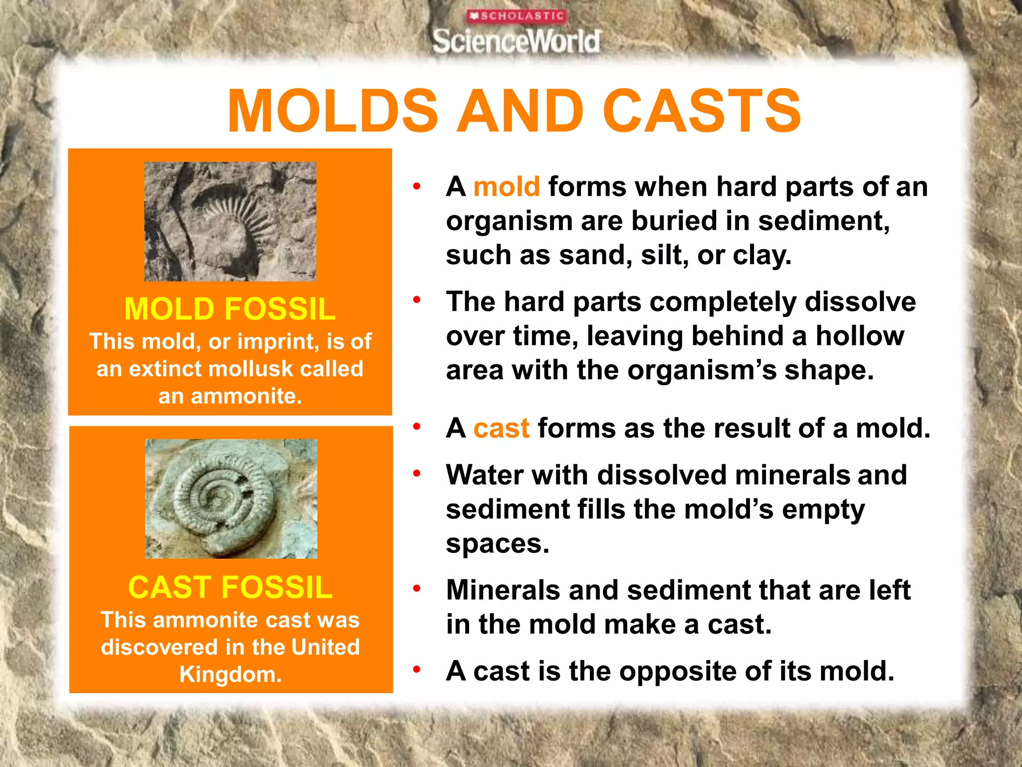 MOLDS AND CASTS
•
MOLD FOSSIL
This mold, or imprint, is of
an extinct mollusk called
an ammonite.
•
•
•
•
• A mold forms when hard parts of an
organism are buried in sediment,
such as sand, silt, or clay.
The hard parts completely dissolve
over time, leaving behind a hollow
area with the organism’s shape.
A cast forms as the result of a mold.
Water with dissolved minerals and
sediment fills the mold’s empty
spaces.
Minerals and sediment that are left
in the mold make a cast.
A cast is the opposite of its mold.
CAST FOSSIL
This ammonite cast was
discovered in the United
Kingdom.
 