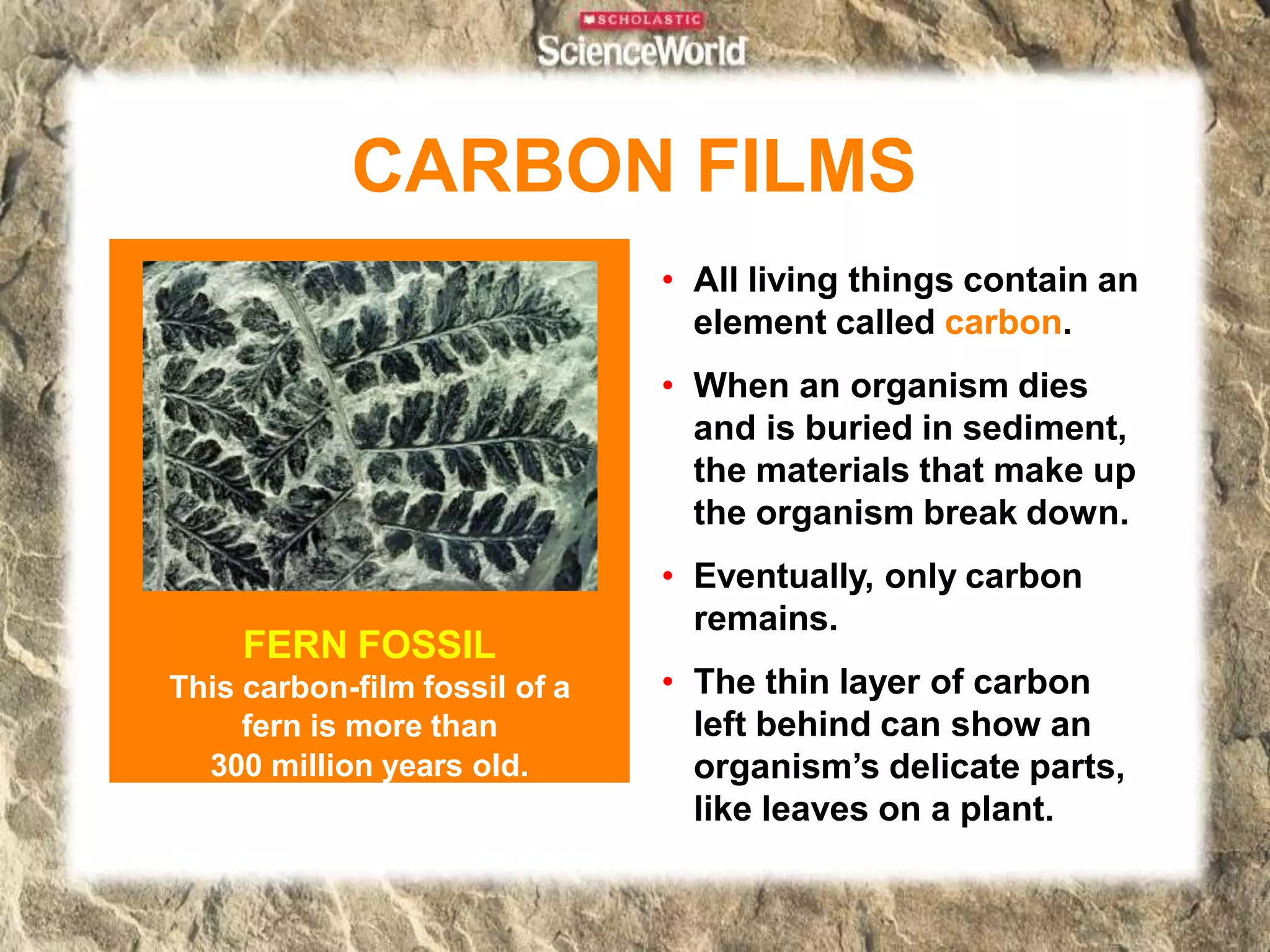 • All living things contain an
element called carbon.
• When an organism dies
and is buried in sediment,
the materials that make up
the organism break down.
• Eventually, only carbon
remains.
• The thin layer of carbon
left behind can show an
organism’s delicate parts,
like leaves on a plant.
CARBON FILMS
FERN FOSSIL
This carbon-film fossil of a
fern is more than
300 million years old.
 