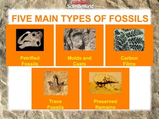 Types of Fossils