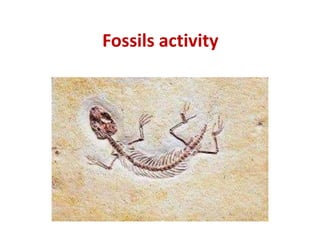 Fossils activity
 