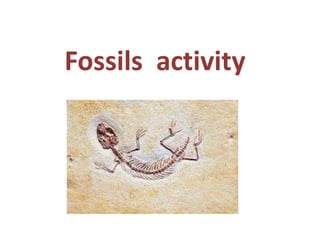 Fossils activity
 