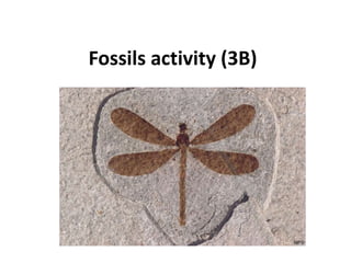 Fossils activity (3B)
 