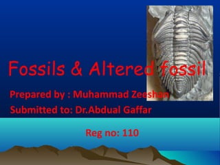 Fossils & Altered fossil
Prepared by : Muhammad Zeeshan
Submitted to: Dr.Abdual Gaffar
Reg no: 110
 