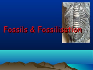 Fossils & FossilisationFossils & Fossilisation
 