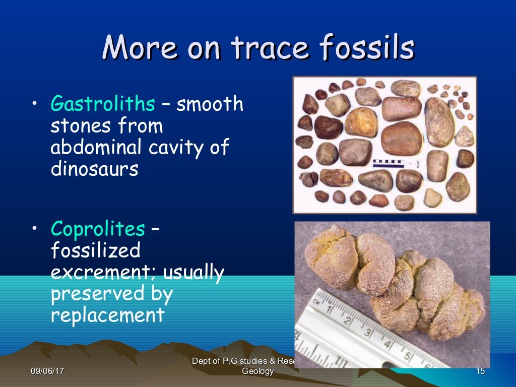 Fossils and fossilization