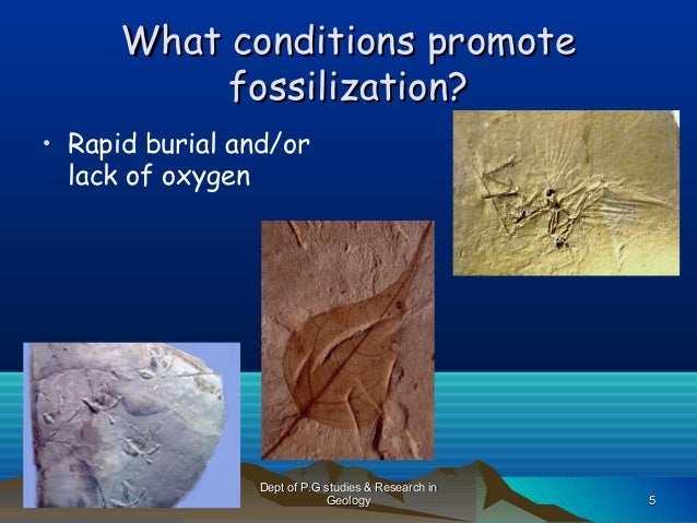 Fossils and fossilization