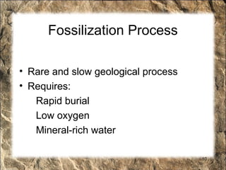 fossils and fossilization and gymnosperm fossil and how they are formed ...
