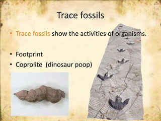 What do fossils tell us?
• give clues.
• evidence about Earth’s.
• Fossils help scientists
 